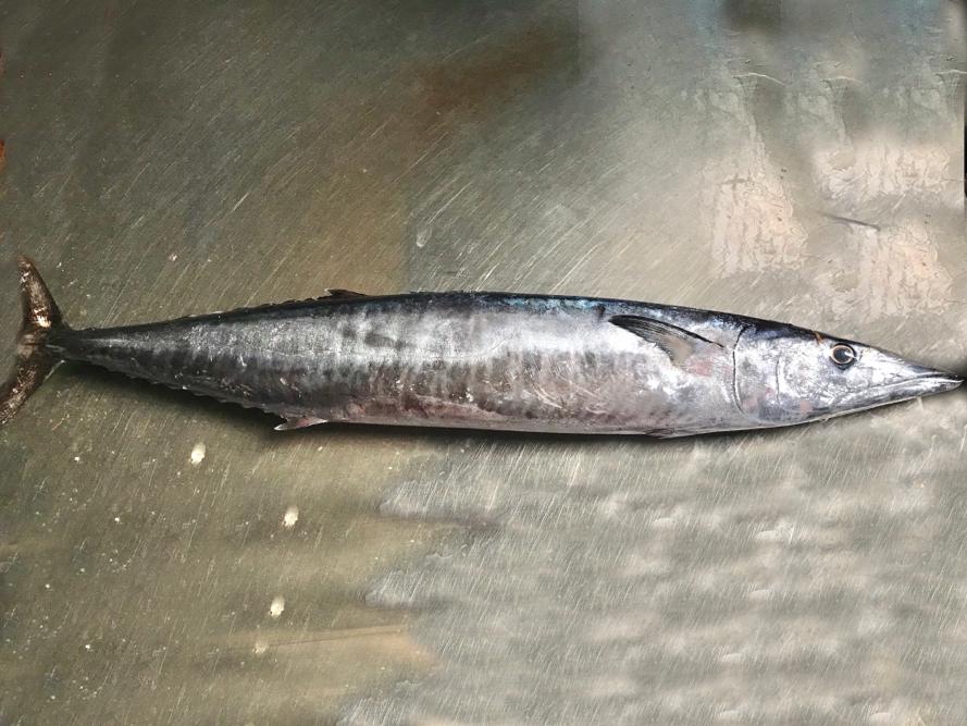 Wahoo